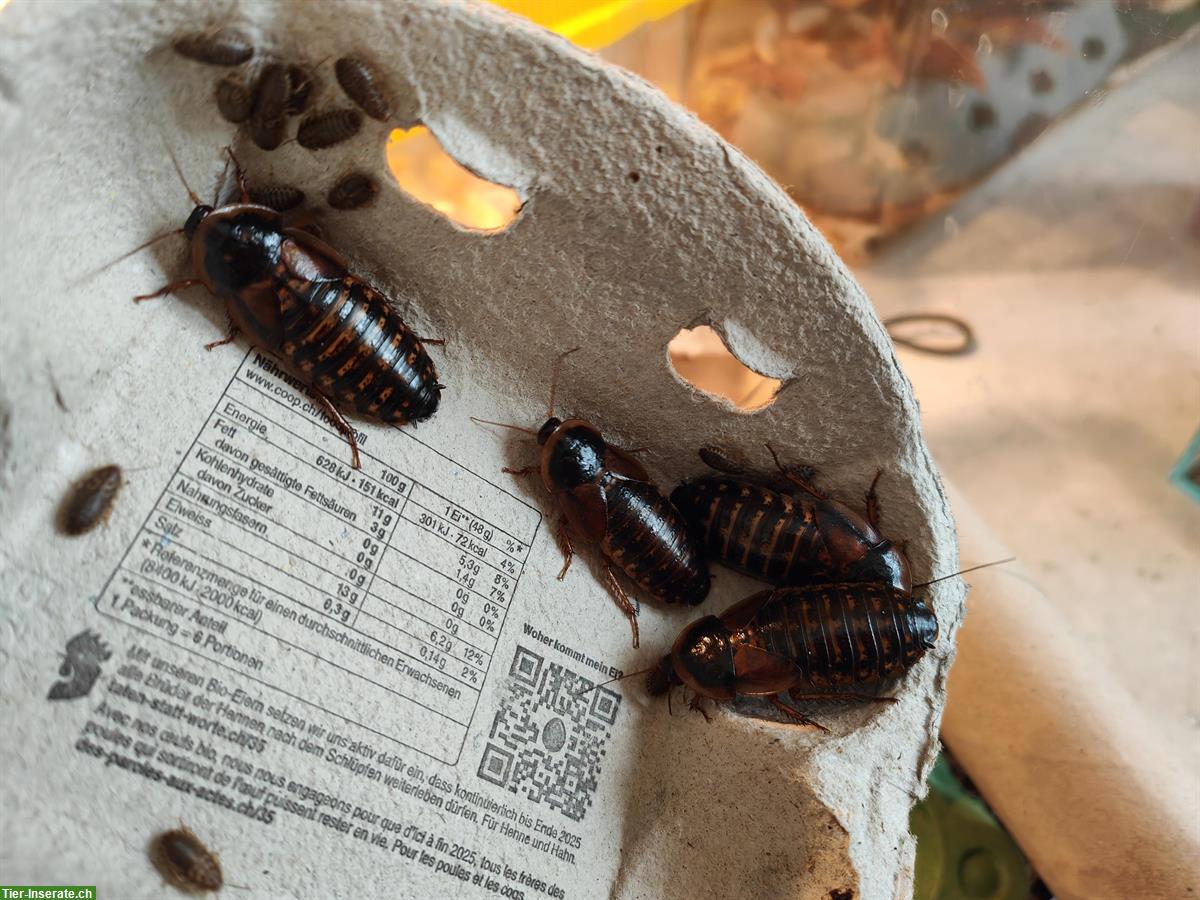 Bild 2: Argentinische Waldschaben, Blaptica dubia