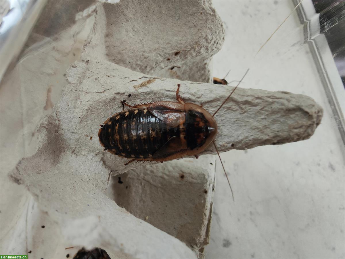 Bild 3: Argentinische Waldschaben, Blaptica dubia