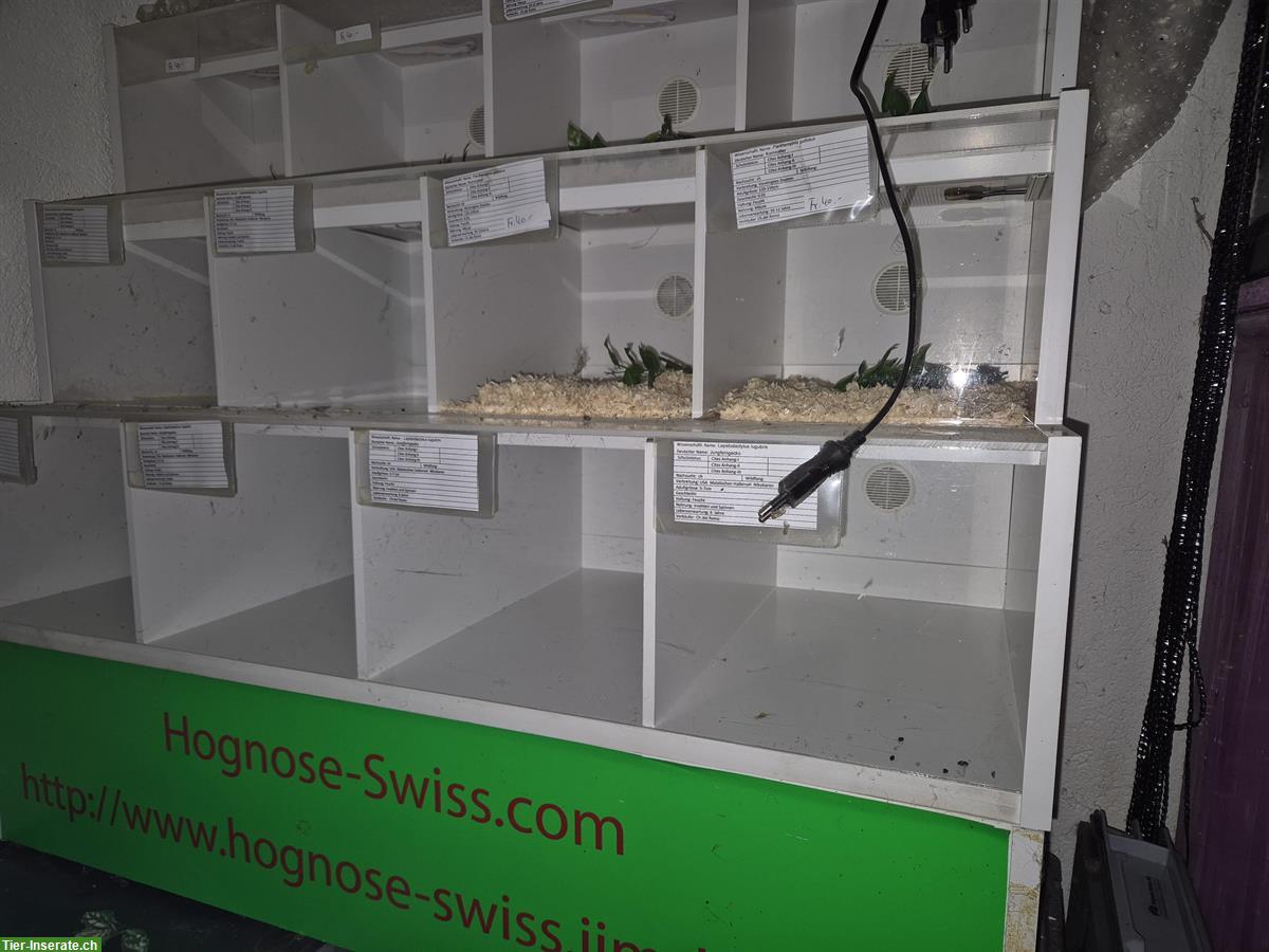 Rep Display mit Sockel zu verkaufen