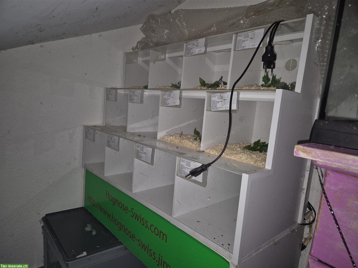 Bild 2: Rep Display mit Sockel zu verkaufen