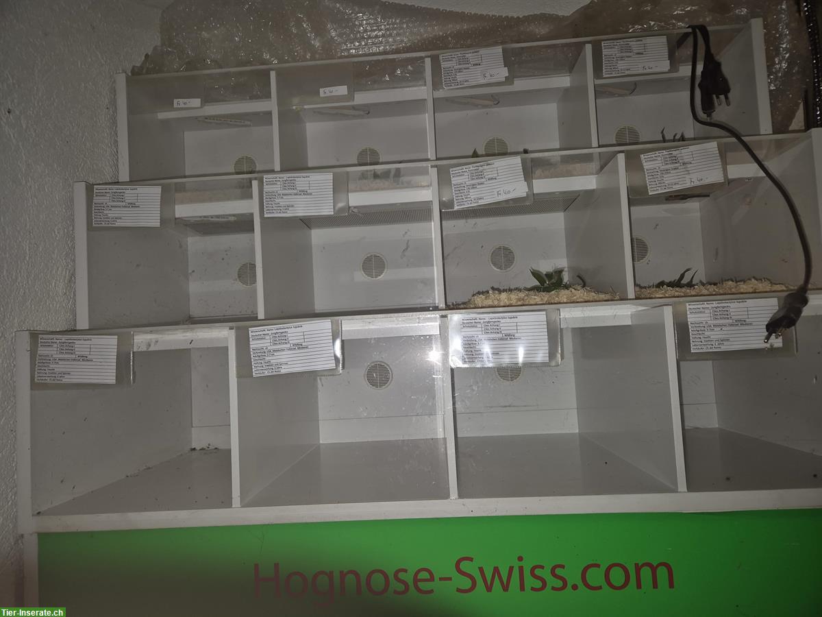 Bild 3: Rep Display mit Sockel zu verkaufen