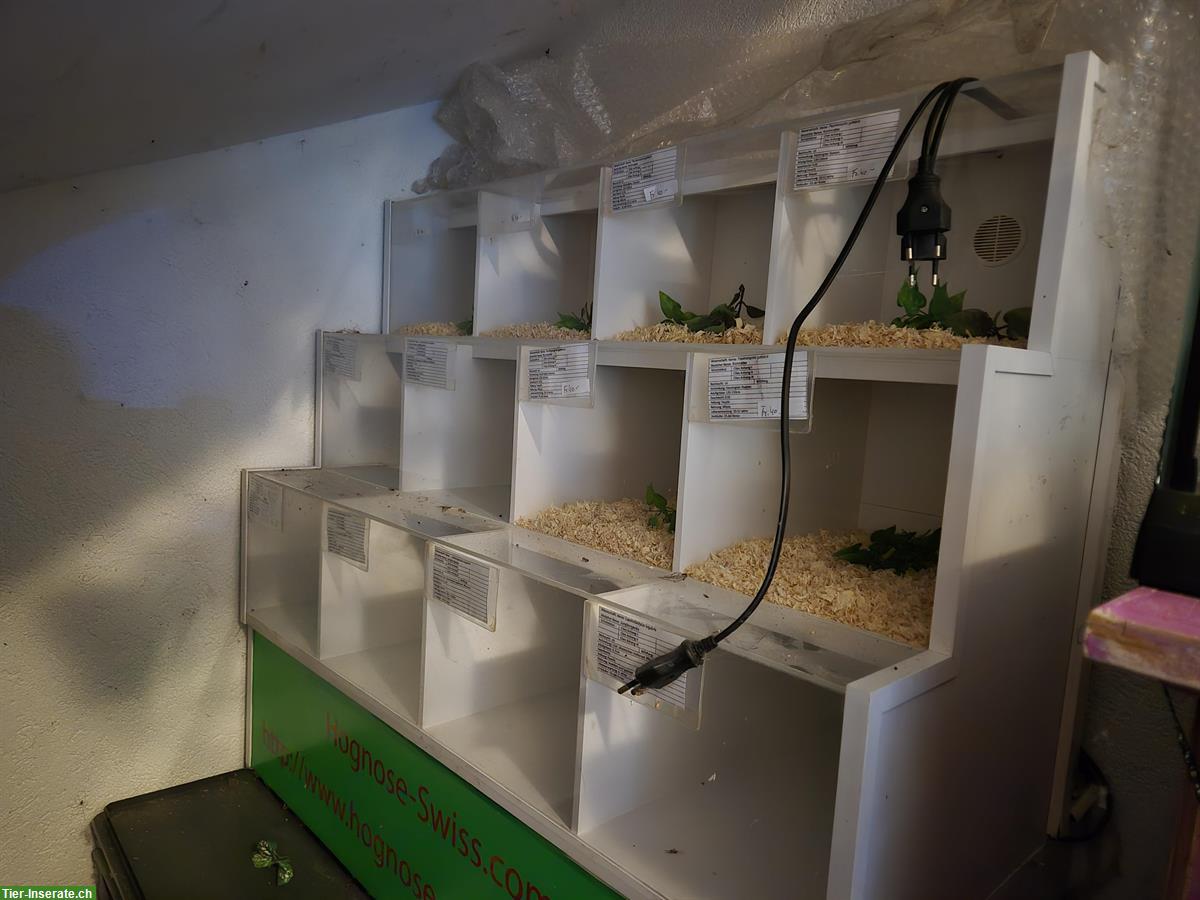 Bild 4: Rep Display mit Sockel zu verkaufen