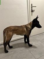 Junger Malinois Rüde sucht neues Zuhause