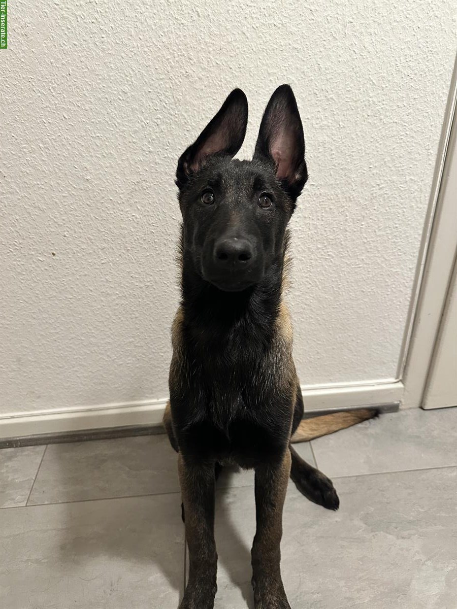 Bild 2: Junger Malinois Rüde sucht neues Zuhause