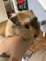 Meerschweinchen Junge mit seiner Mama