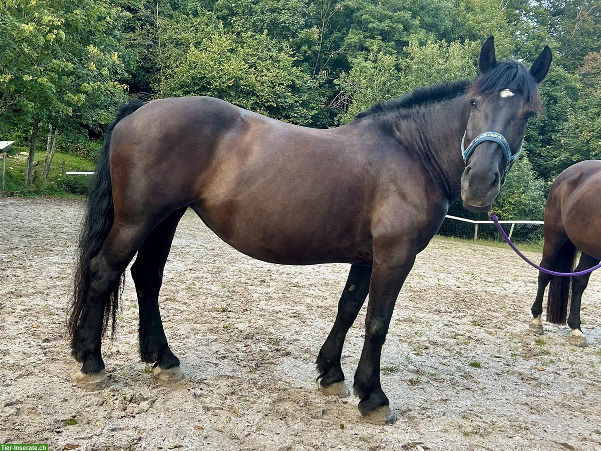 Liebevolle Noriker Stute zu verkaufen