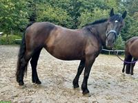 Liebevolle Noriker Stute zu verkaufen