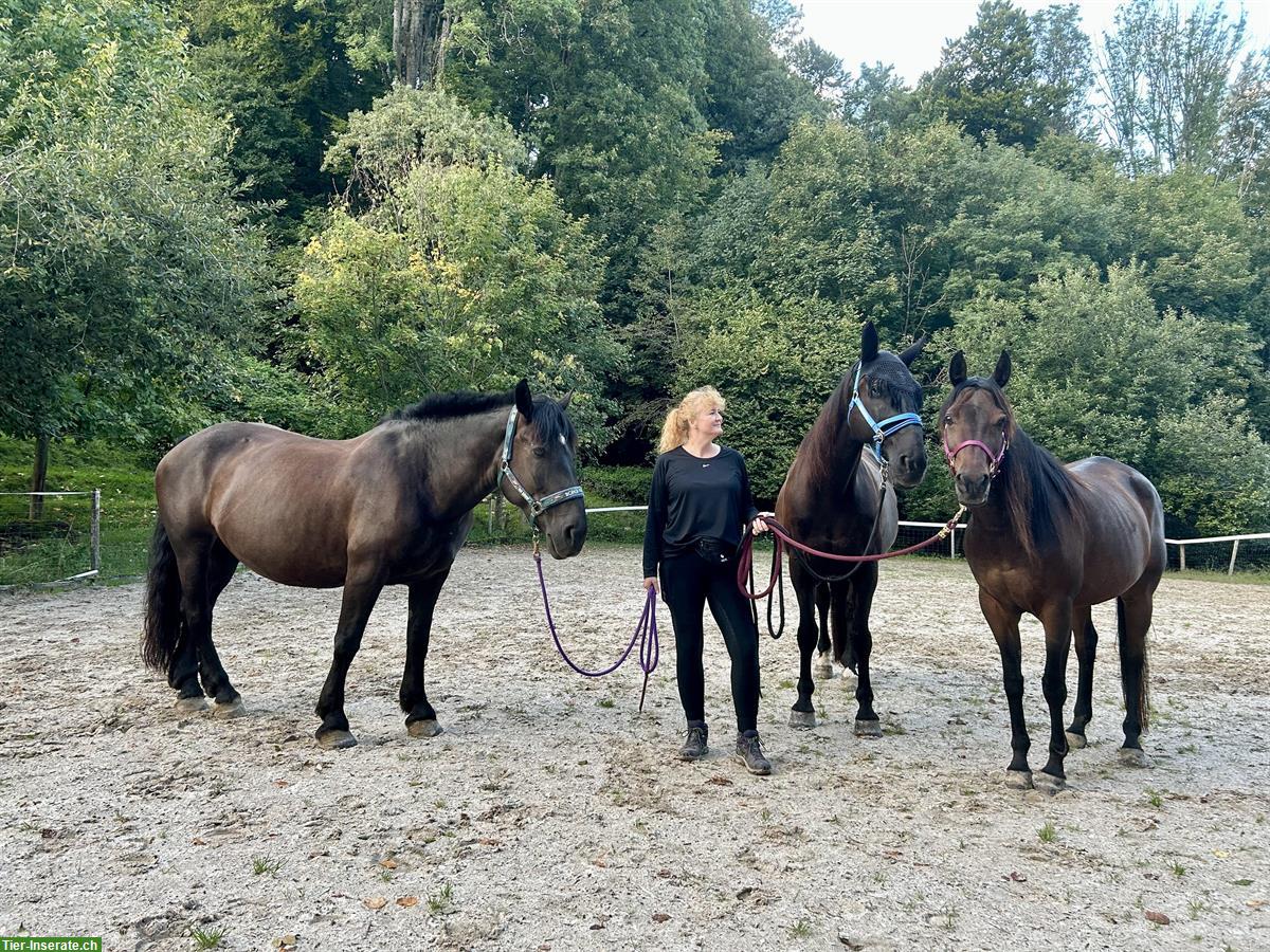 Bild 2: Liebevolle Noriker Stute zu verkaufen
