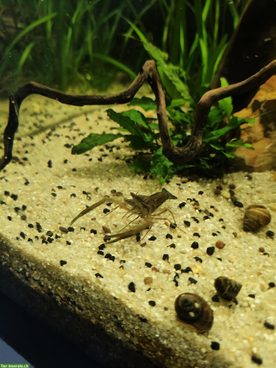 Ringelhandgarnelen (Macrobrachium assamense) Nachzucht