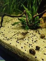 Ringelhandgarnelen (Macrobrachium assamense) Nachzucht