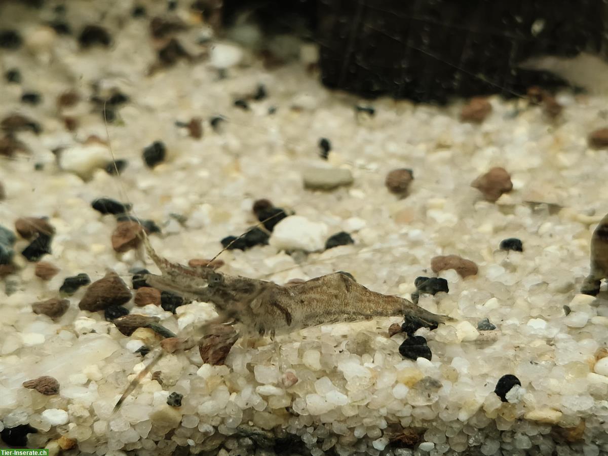 Bild 2: Ringelhandgarnelen (Macrobrachium assamense) Nachzucht