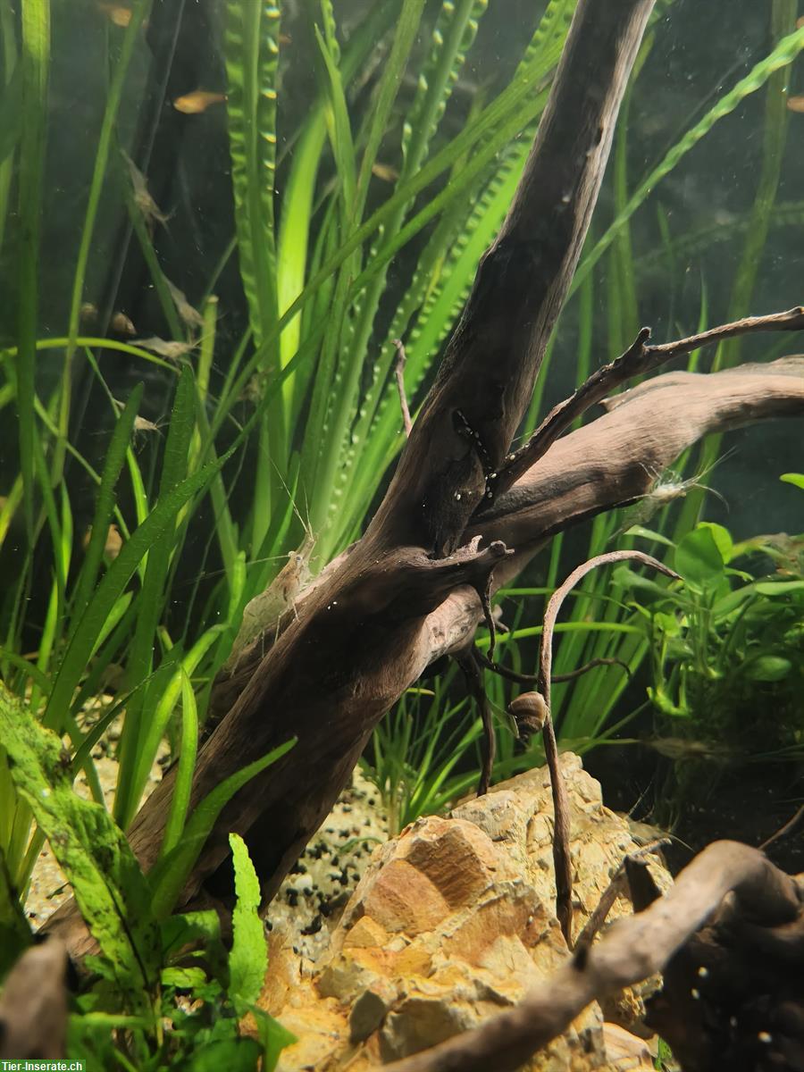 Bild 3: Ringelhandgarnelen (Macrobrachium assamense) Nachzucht