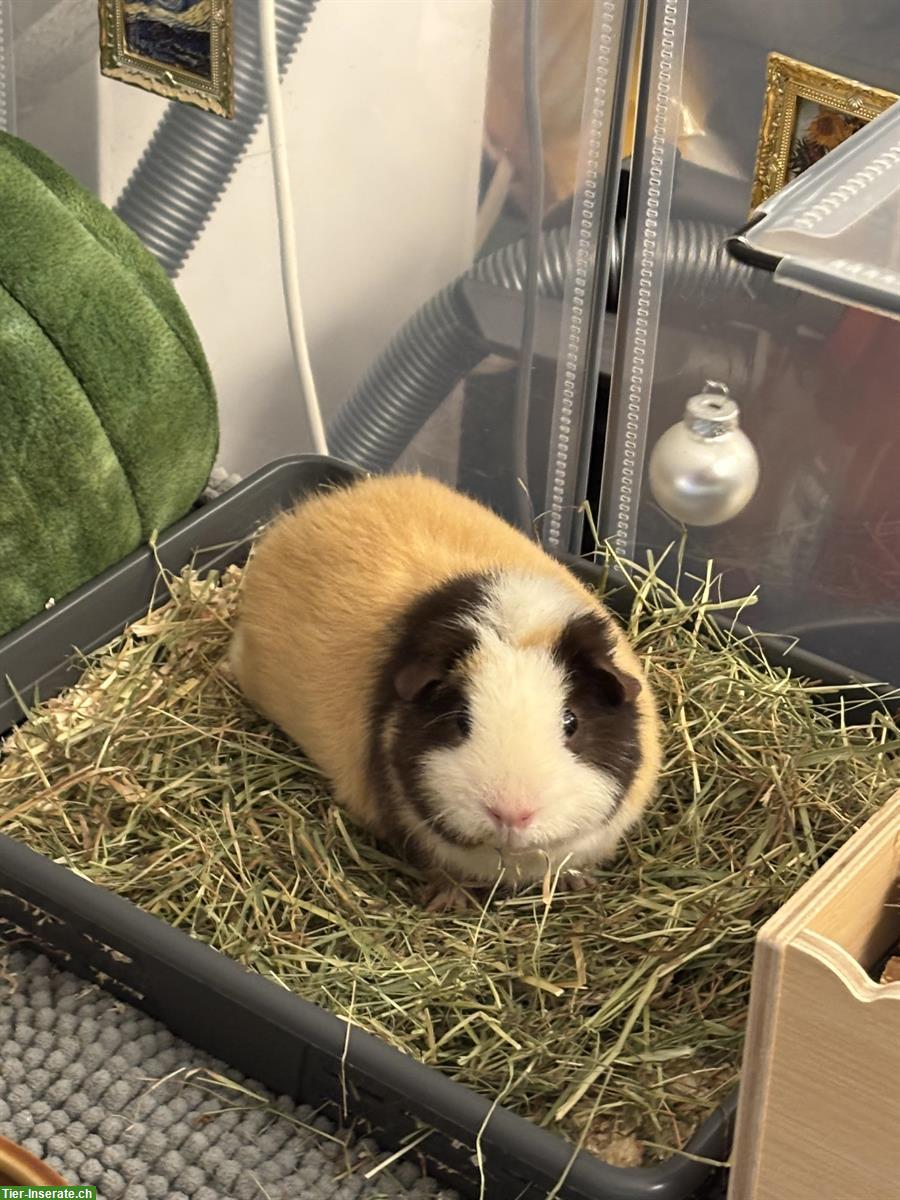 CH-Teddy Meerschweinchen Kastrat, Innen- oder Aussenhaltung