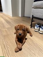 🐶 Fox-Red Labrador Welpe sucht ein Zuhause