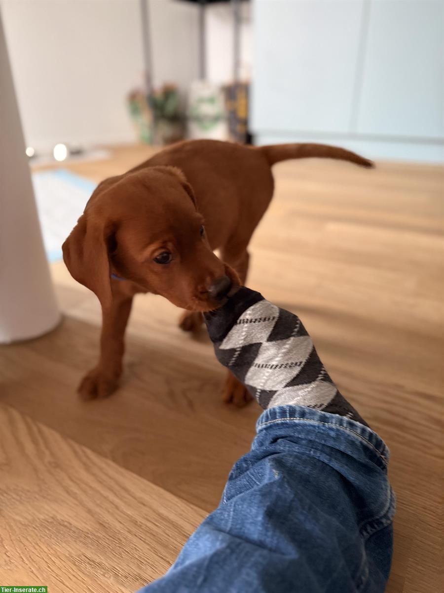 Bild 3: 🐶 Fox-Red Labrador Welpe sucht ein Zuhause