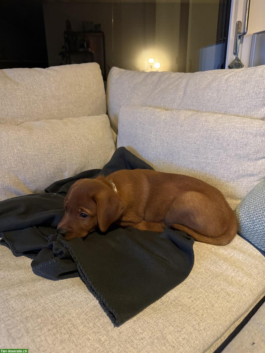 Bild 4: 🐶 Fox-Red Labrador Welpe sucht ein Zuhause