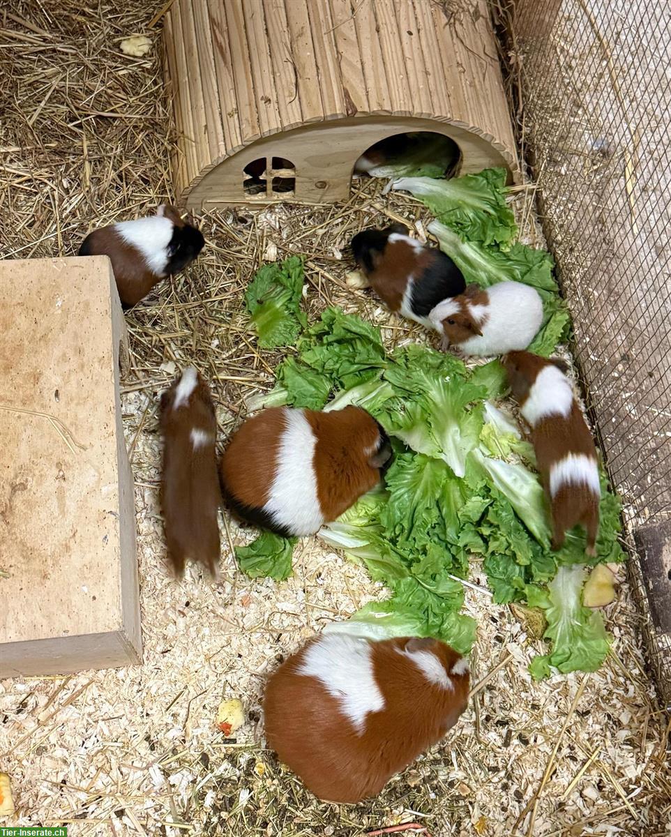 Junge Glatthaar Meerschweinchen, dreifarbig, m/w