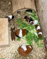 Junge Glatthaar Meerschweinchen, dreifarbig, m/w