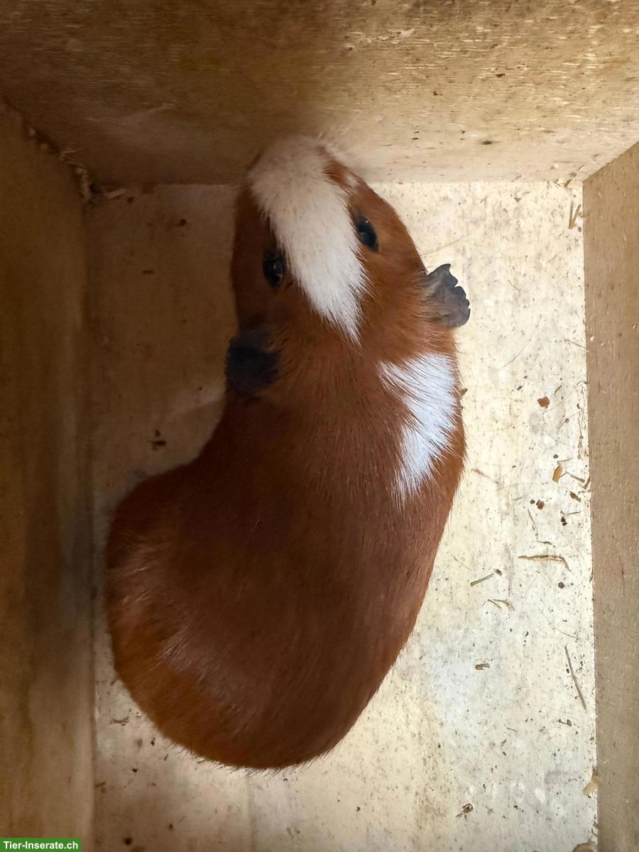 Bild 2: Junge Glatthaar Meerschweinchen, dreifarbig, m kastriert