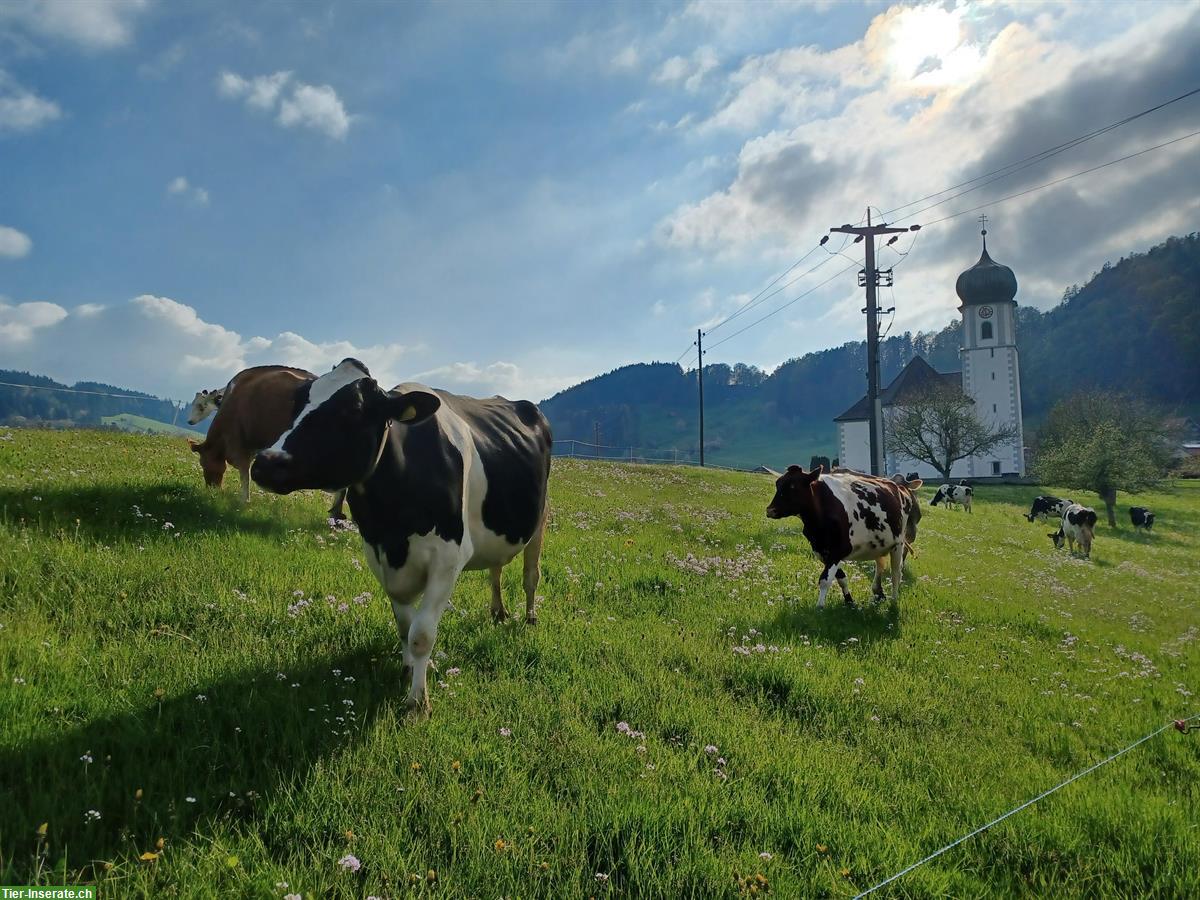 Stallhilfe Job auf Bauernhof mit Milchkühen und Pferden