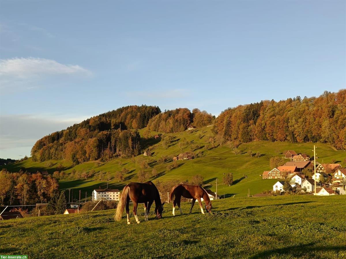 Bild 2: Stallhilfe Job auf Bauernhof mit Milchkühen und Pferden