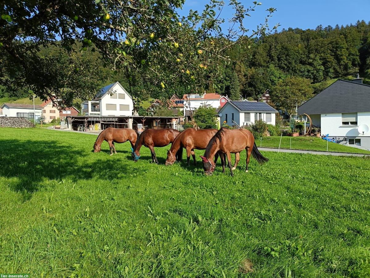 Bild 3: Stallhilfe Job auf Bauernhof mit Milchkühen und Pferden