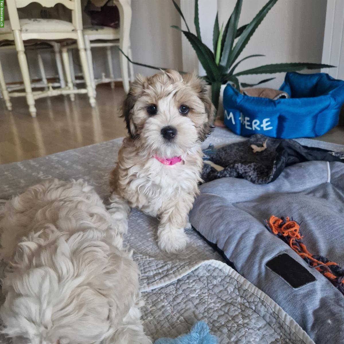 Cavachon x Bolonka Zwetna / Havaneser Welpen