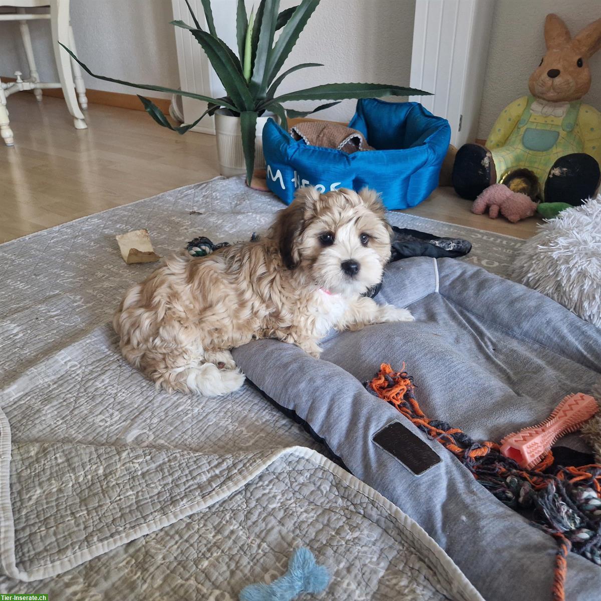 Bild 2: Cavachon x Bolonka Zwetna / Havaneser Welpen