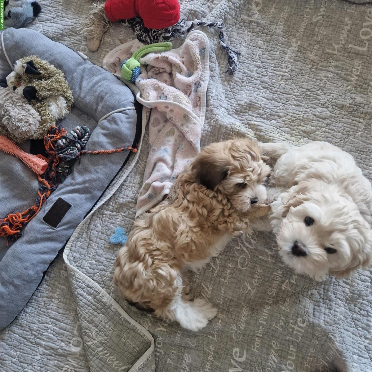 Bild 3: Cavachon x Bolonka Zwetna / Havaneser Welpen