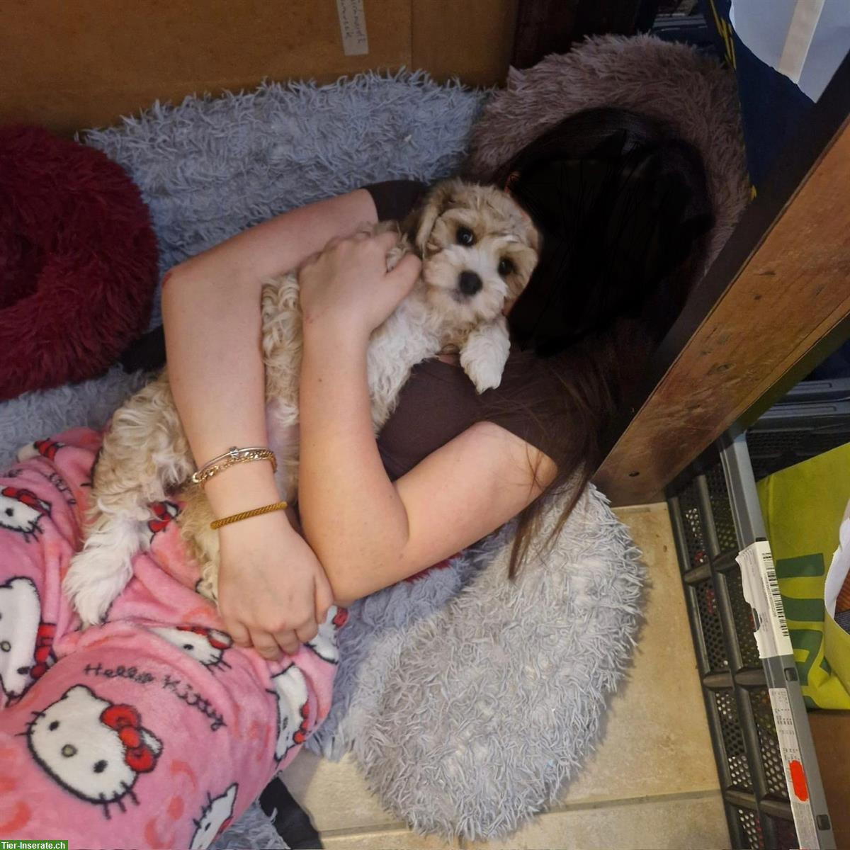 Bild 7: Cavachon x Bolonka Zwetna / Havaneser Welpen