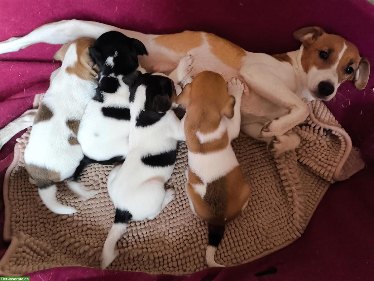Bild 2: Wunderschöne Jack Russell Welpen aus CH-Hundezucht