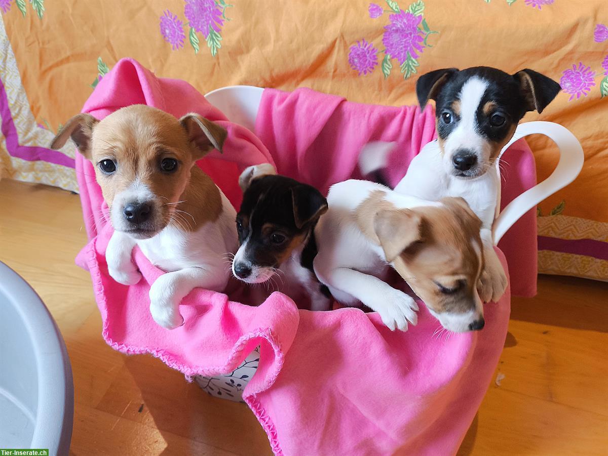 Bild 3: Wunderschöne Jack Russell Welpen aus CH-Hundezucht