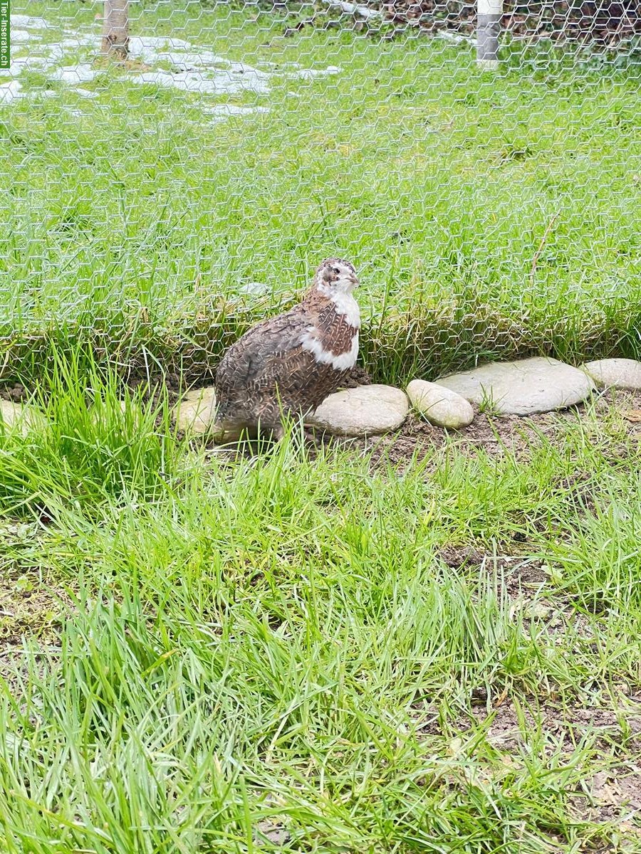 Wachteli Hähne zu verkaufen