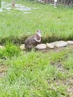 Wachteli Hähne zu verkaufen