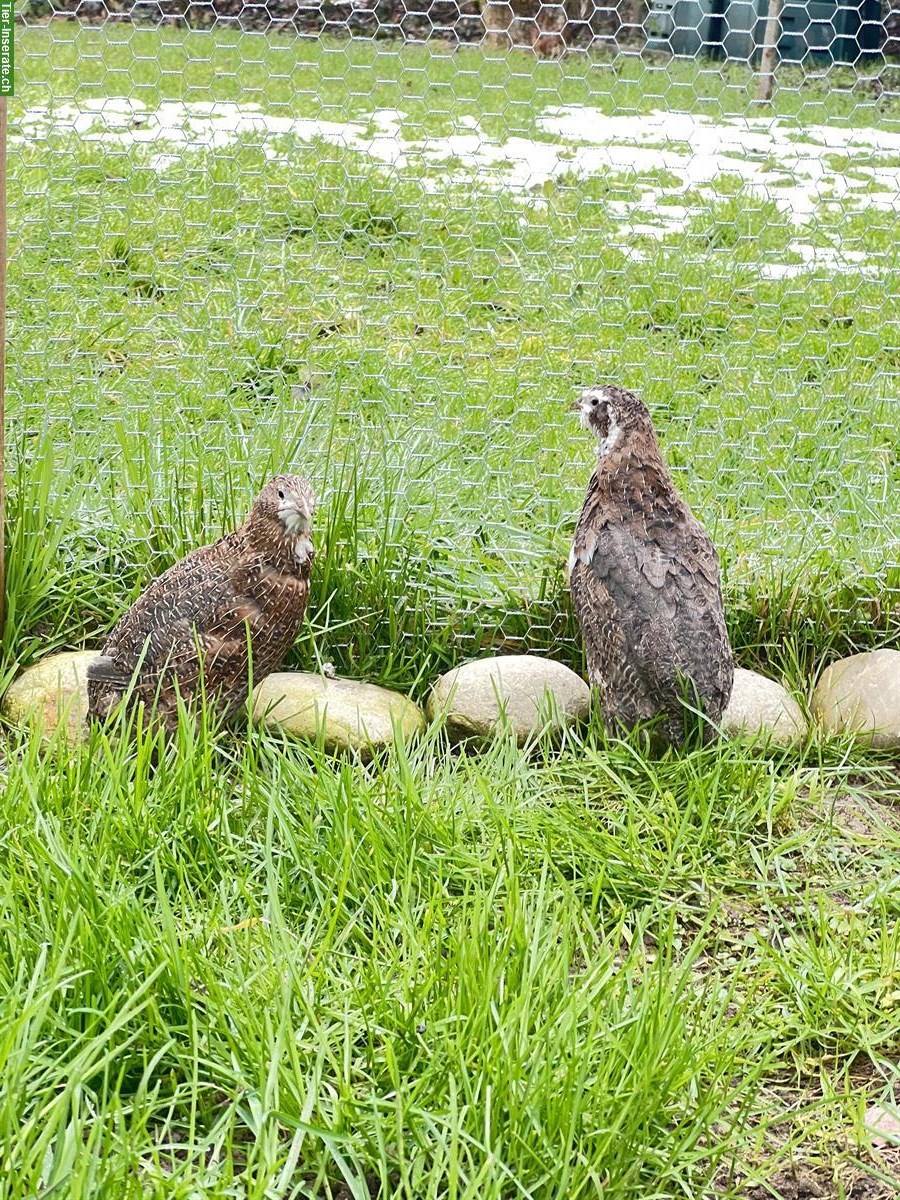 Bild 2: Wachteli Hähne zu verkaufen