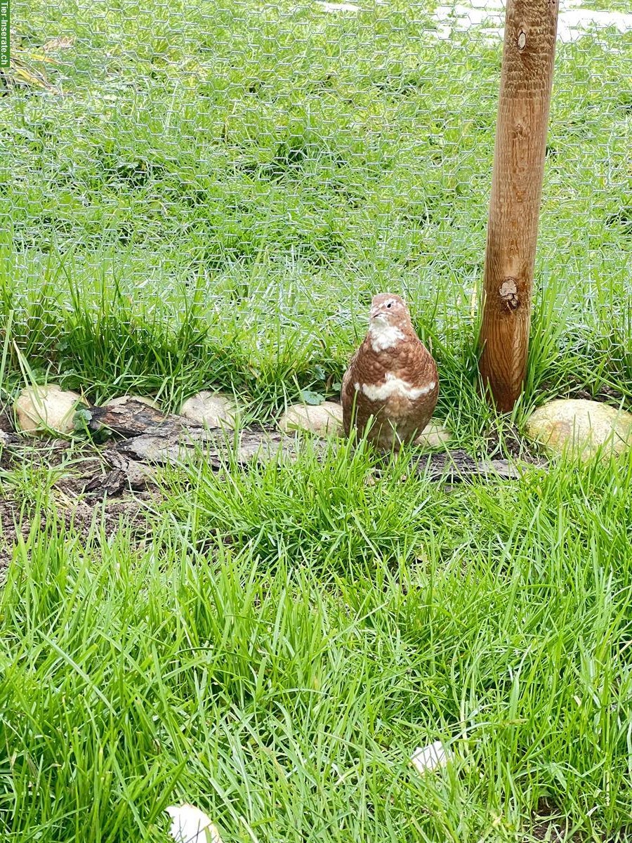 Bild 3: Wachteli Hähne zu verkaufen