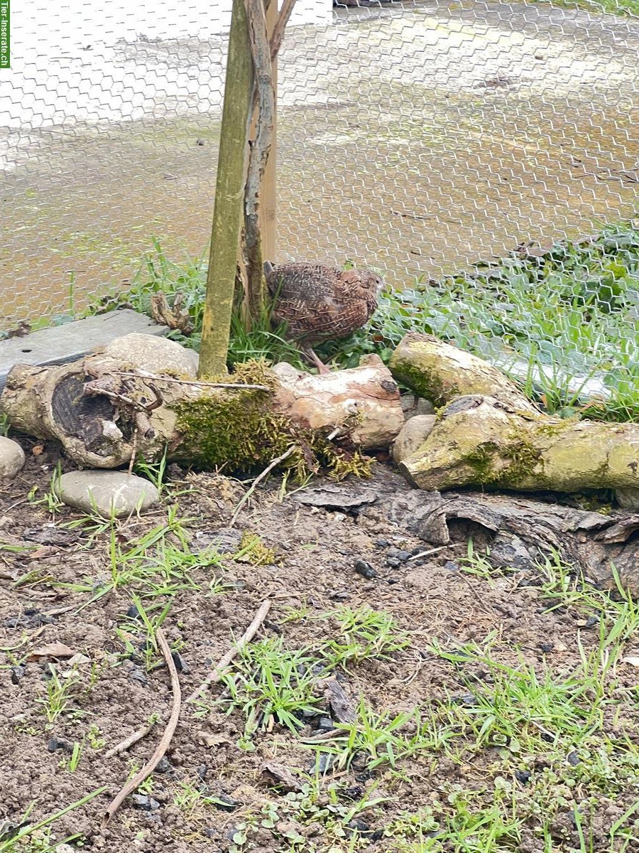 Bild 4: Wachteli Hähne zu verkaufen