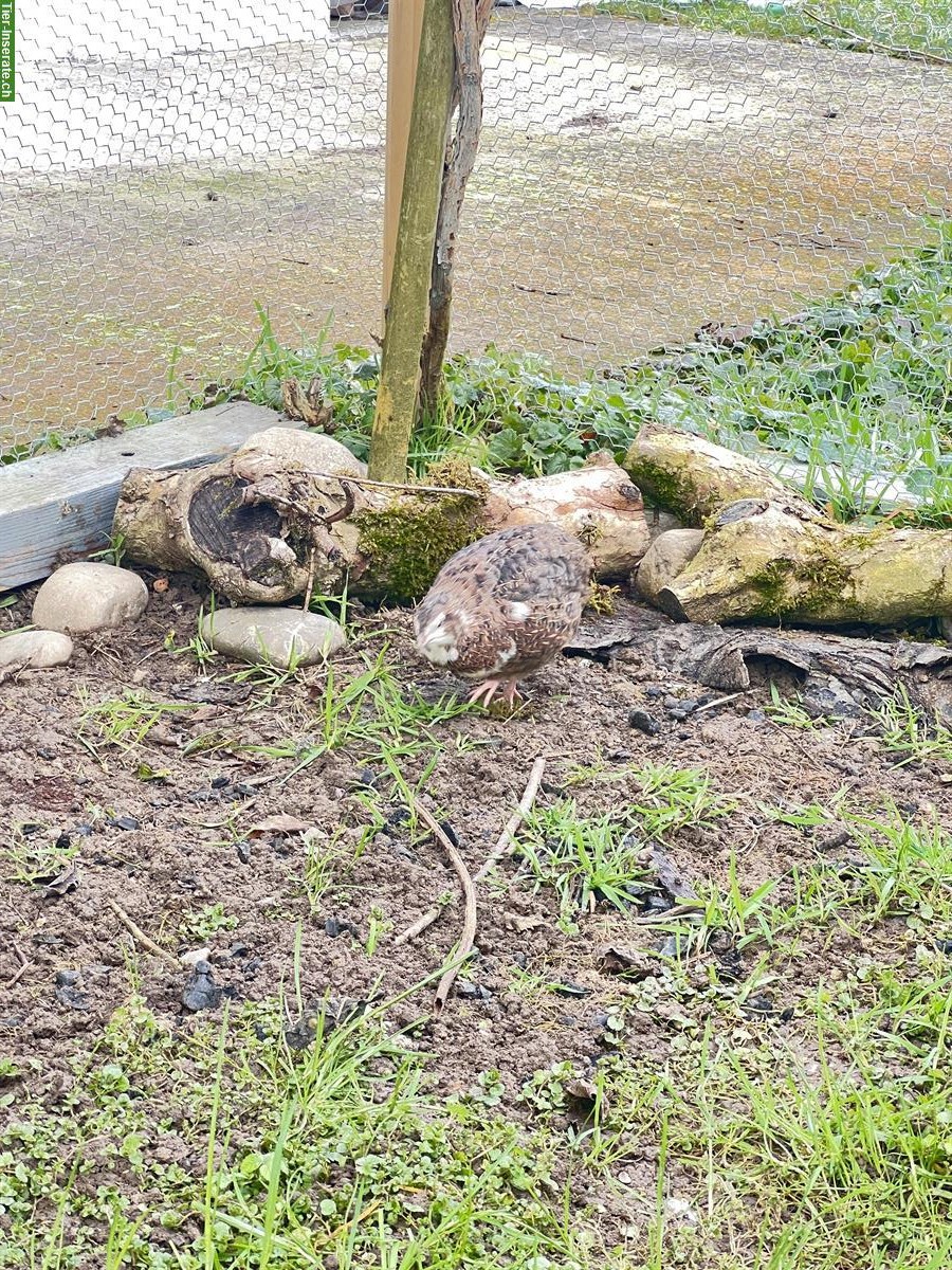 Bild 5: Wachteli Hähne zu verkaufen