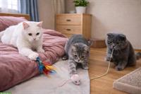 BKH Katzen Kiki & Cookie (nur zusammen) und Kater Beli/Kurkum