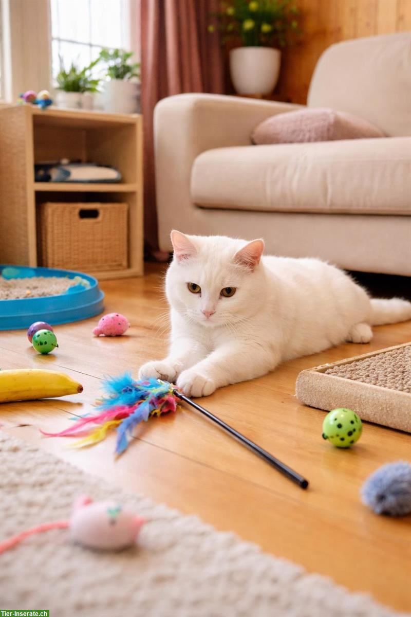 Bild 4: BKH Katzen Kiki & Cookie (nur zusammen) und Kater Beli/Kurkum