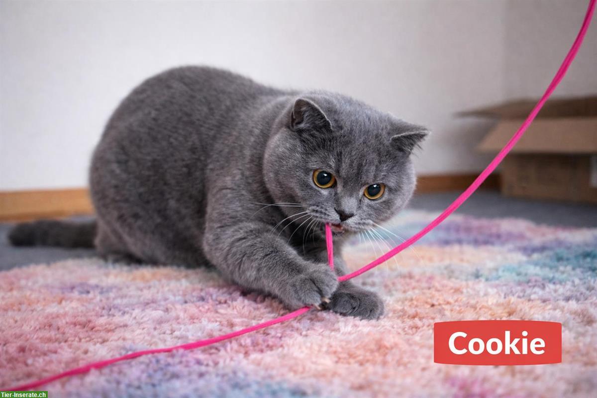 Bild 5: BKH Katzen Kiki & Cookie (nur zusammen) und Kater Beli/Kurkum