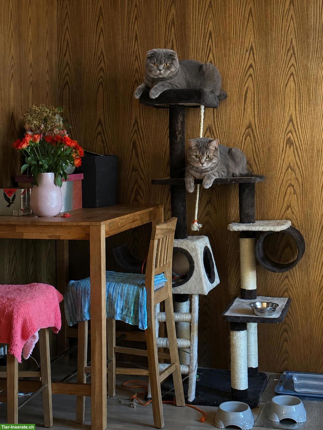 Bild 6: BKH Katzen Kiki & Cookie (nur zusammen) und Kater Beli/Kurkum