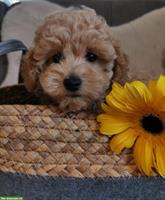 Bezaubernde Hündchen im lockig/welligem Haarkleid