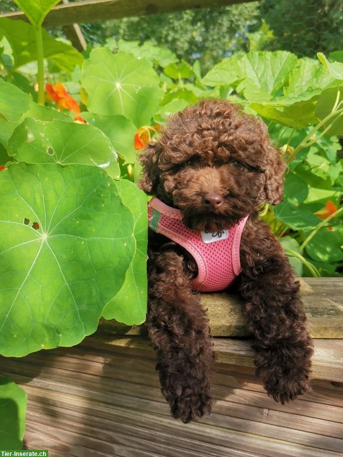 Bild 3: Bezaubernde Hündchen im lockig/welligem Haarkleid