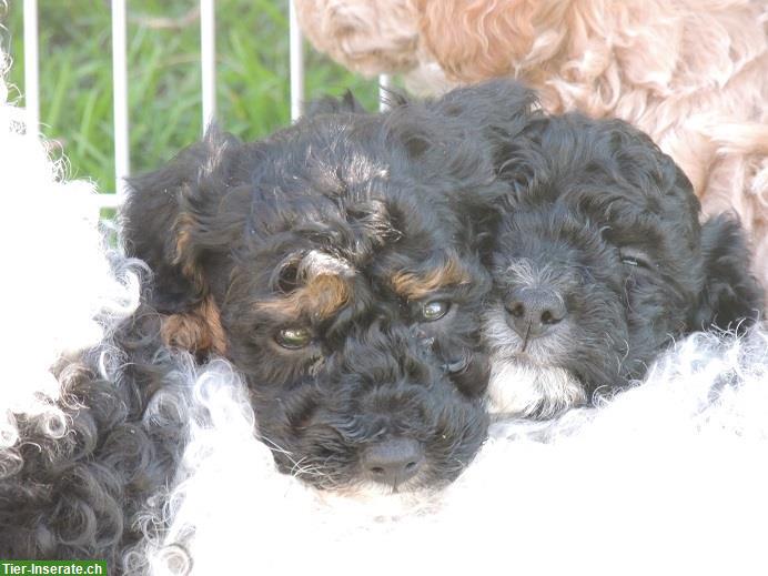 Bild 5: Bezaubernde Hündchen im lockig/welligem Haarkleid