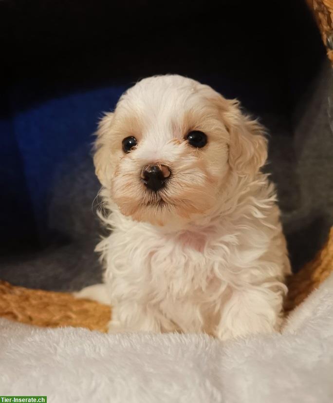 Bild 6: Bezaubernde Hündchen im lockig/welligem Haarkleid