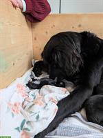 Labrador x Australian Shepherd Mischlingswelpen