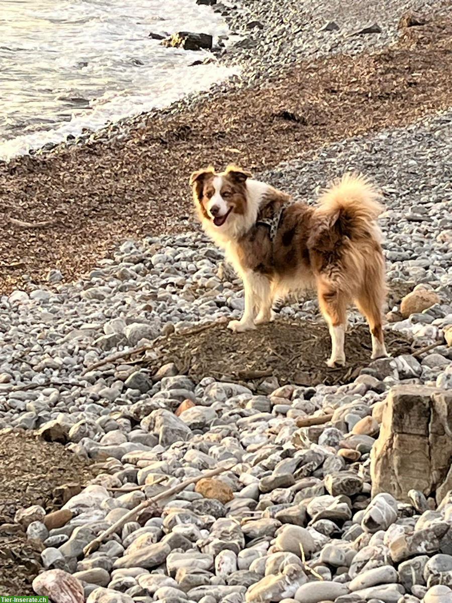 Bild 2: Labrador x Australian Shepherd Mischlingswelpen