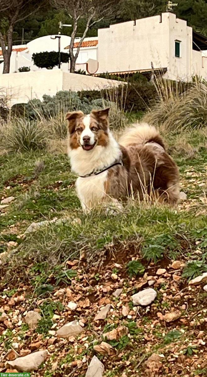 Bild 3: Labrador x Australian Shepherd Mischlingswelpen