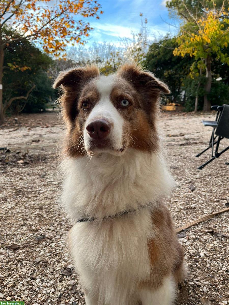 Bild 4: Labrador x Australian Shepherd Mischlingswelpen